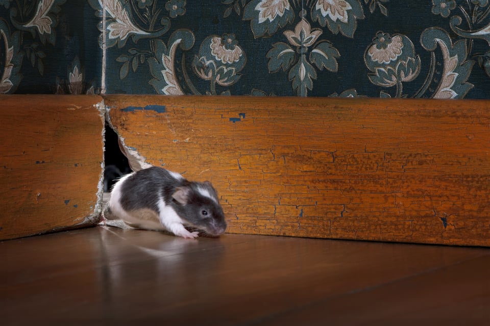 Keep the Pests Out of Your HVAC System!